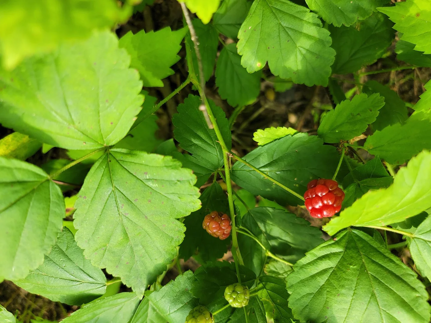 North America: Cherokee, Haudenosaunee, and the Three Sisters