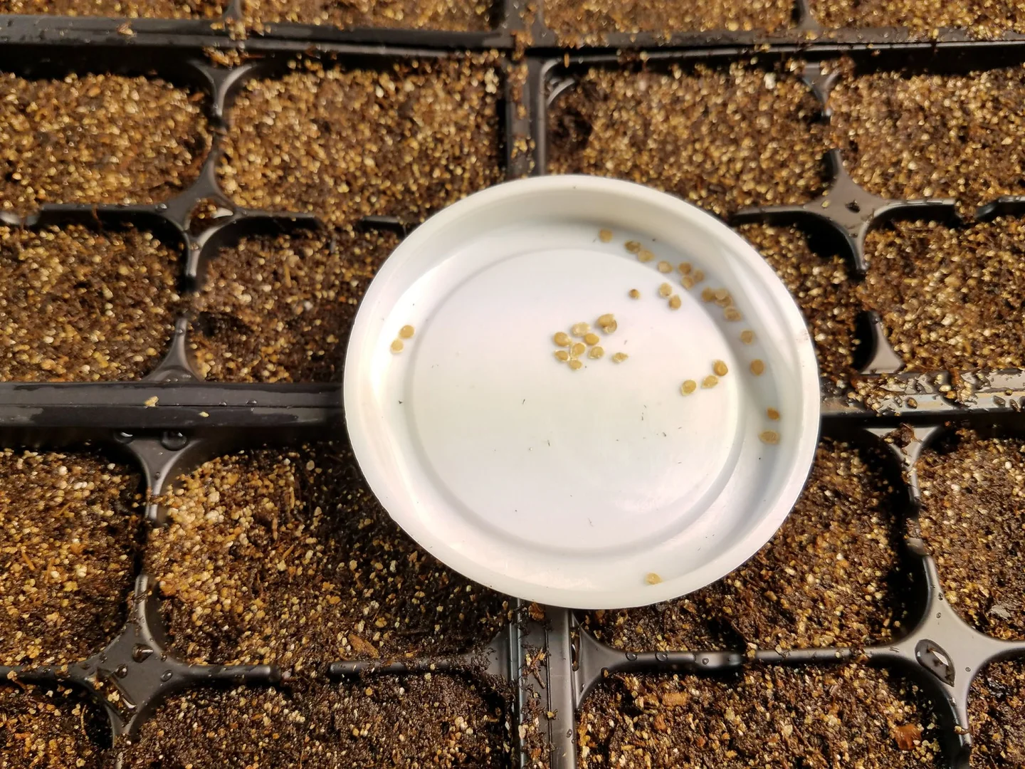 Mesoamerica: Soil, Land, and the Living Earth