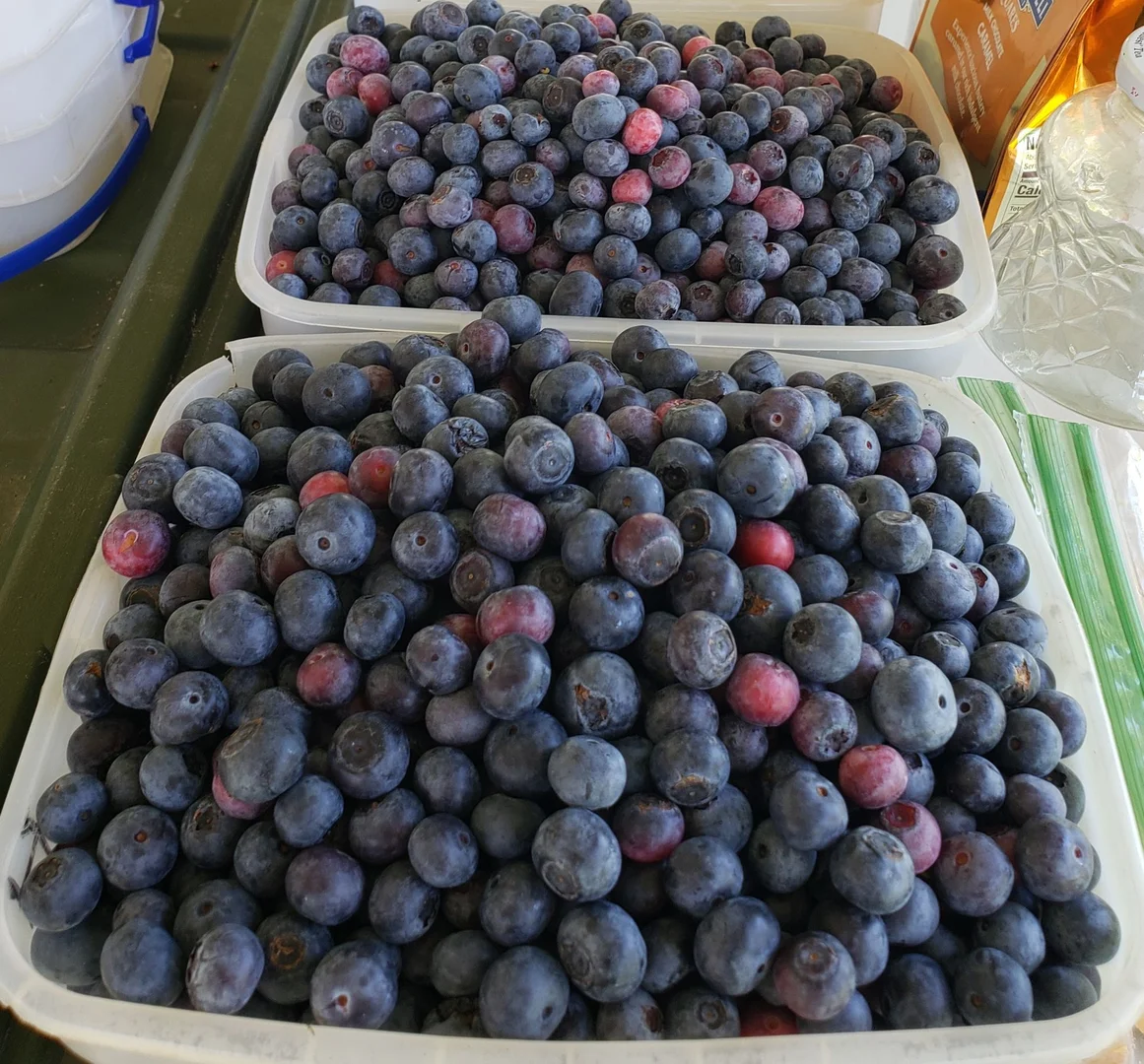 North America: Fire, Bison, and Managed Landscape