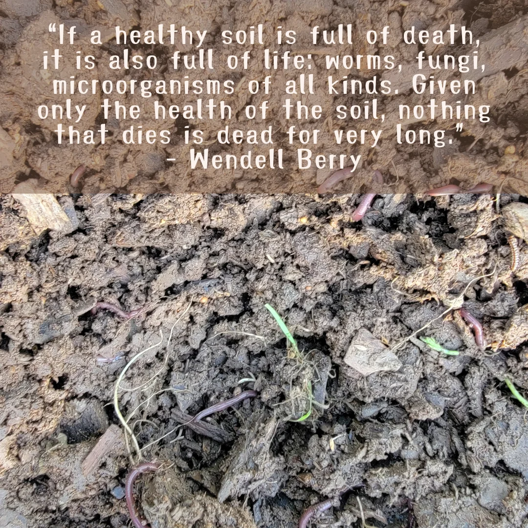 Starting a Worm Farm