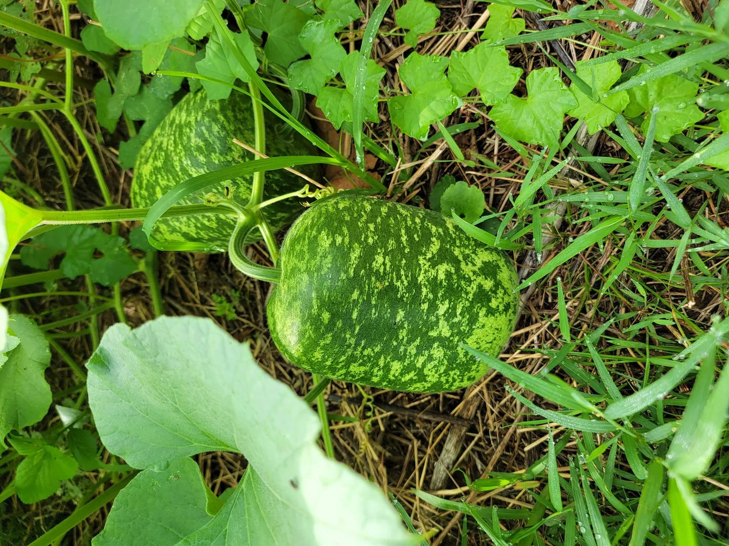 The Fertile Crescent: Where Wheat and Barley Were First Domesticated