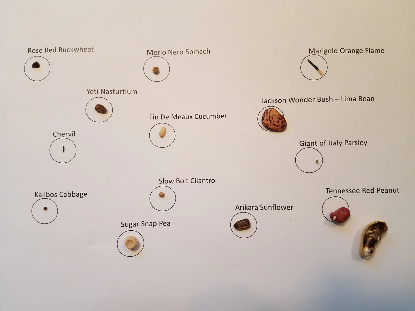 The Andes: Terraces, Llamas, and the Soil They Built