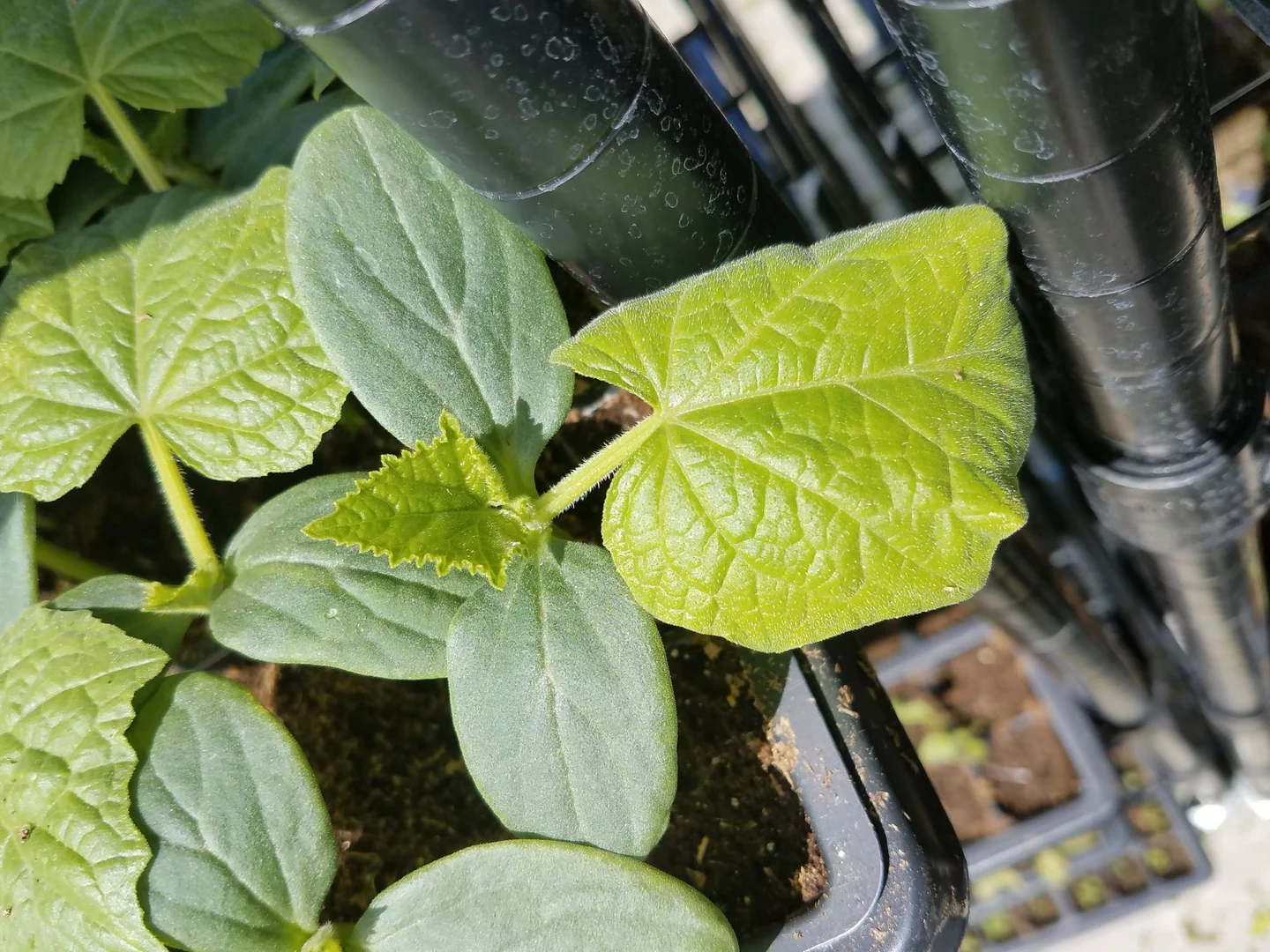 The Andes: Seeds at the Roof of the World