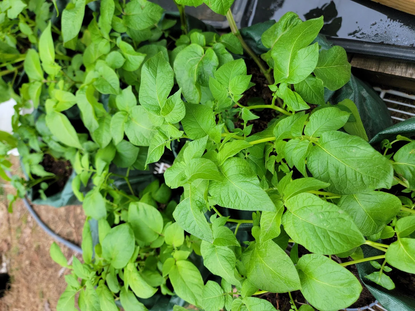 Australia: Budj Bim, Songlines, and the Living Knowledge Map